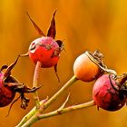 Hagebutten im Herbst