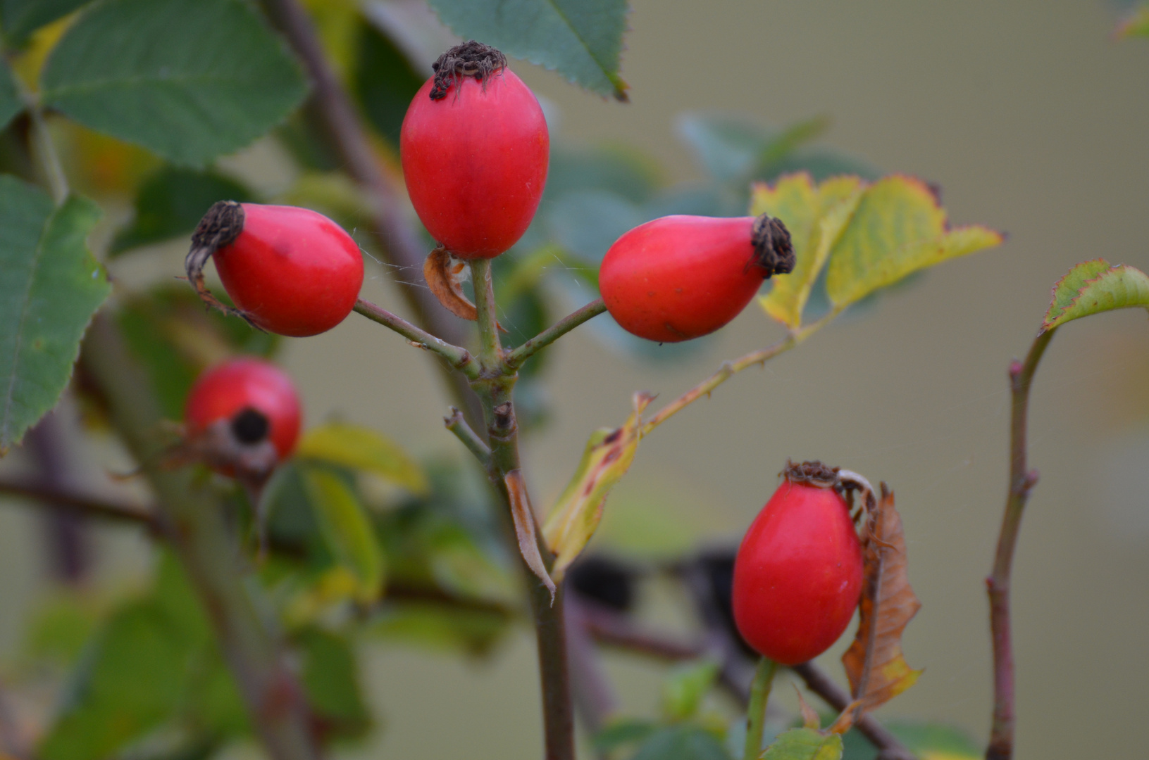 Hagebutten im herbst