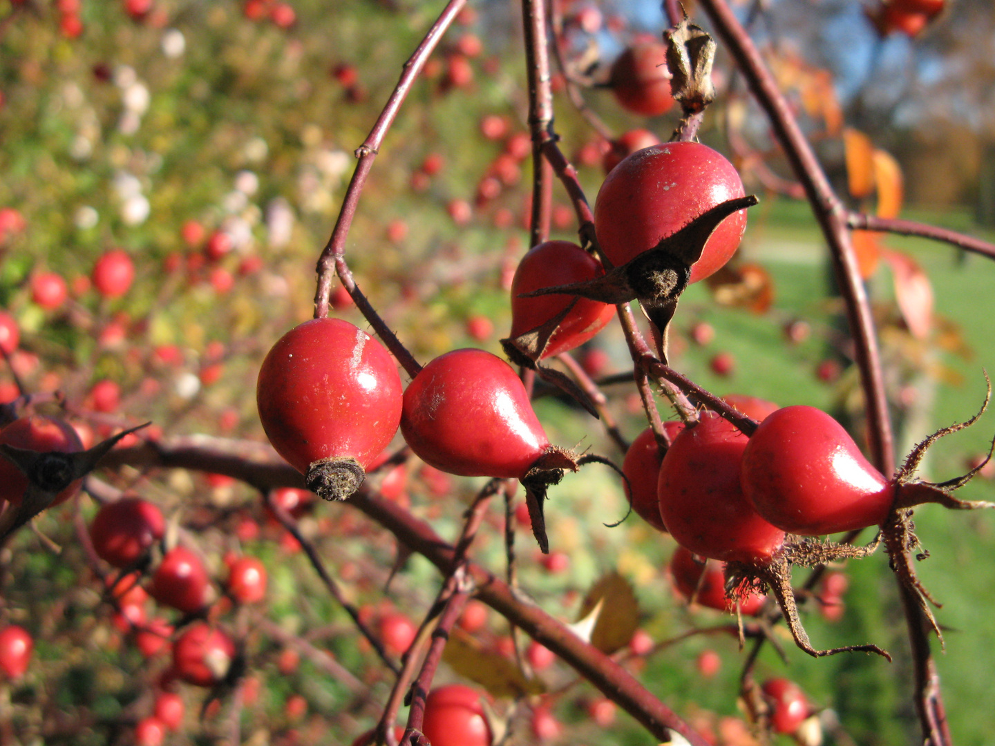 "Hagebutten im Herbst"