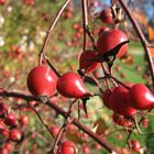 "Hagebutten im Herbst"