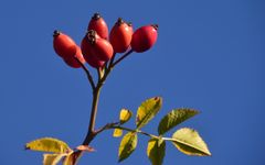 Hagebutten , im letzten Sonnenlicht ......