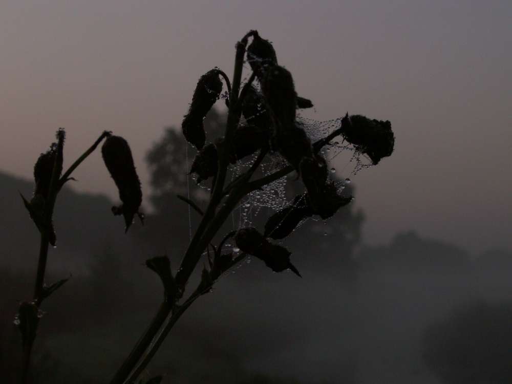 hagebutten im nebel