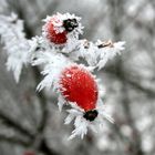 Hagebutten im Raureif