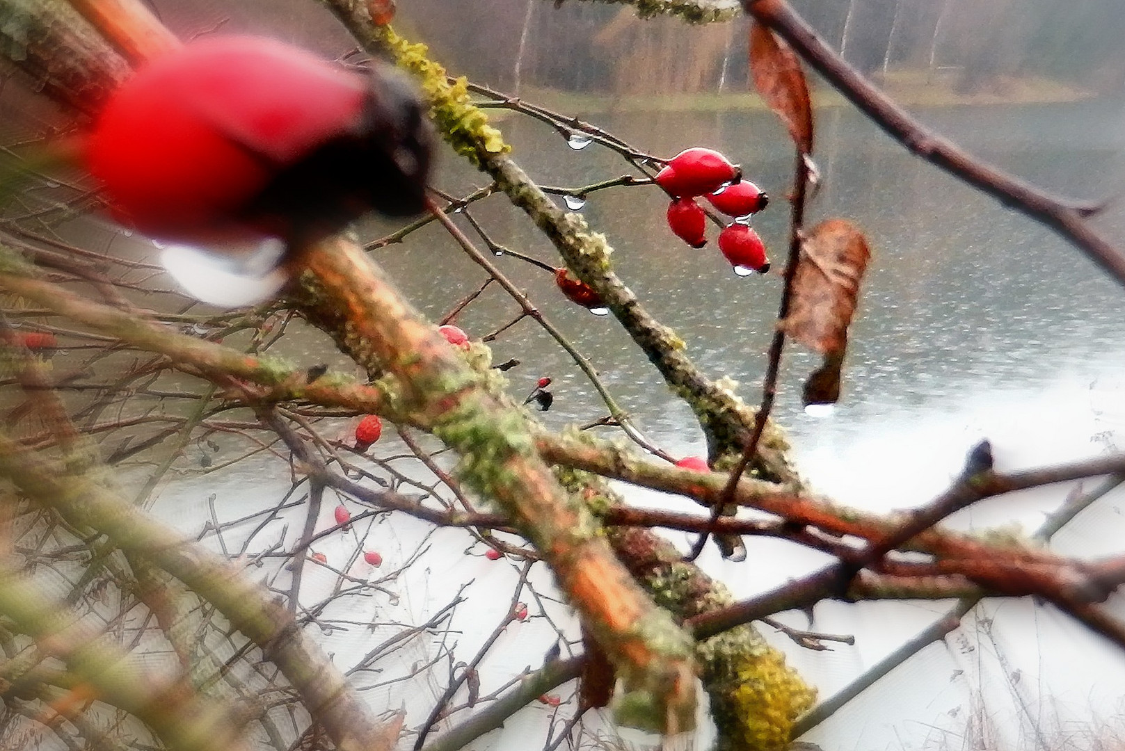 hagebutten im regen