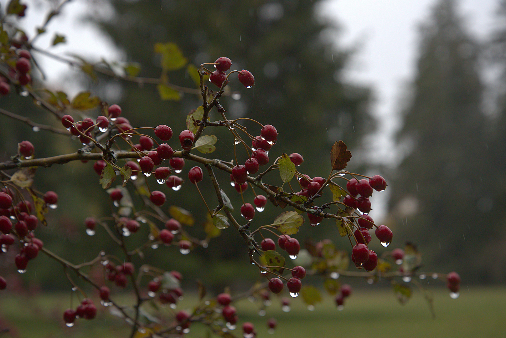 Hagebutten im Regen