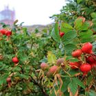 Hagebutten im Regen mit Leuchtturm