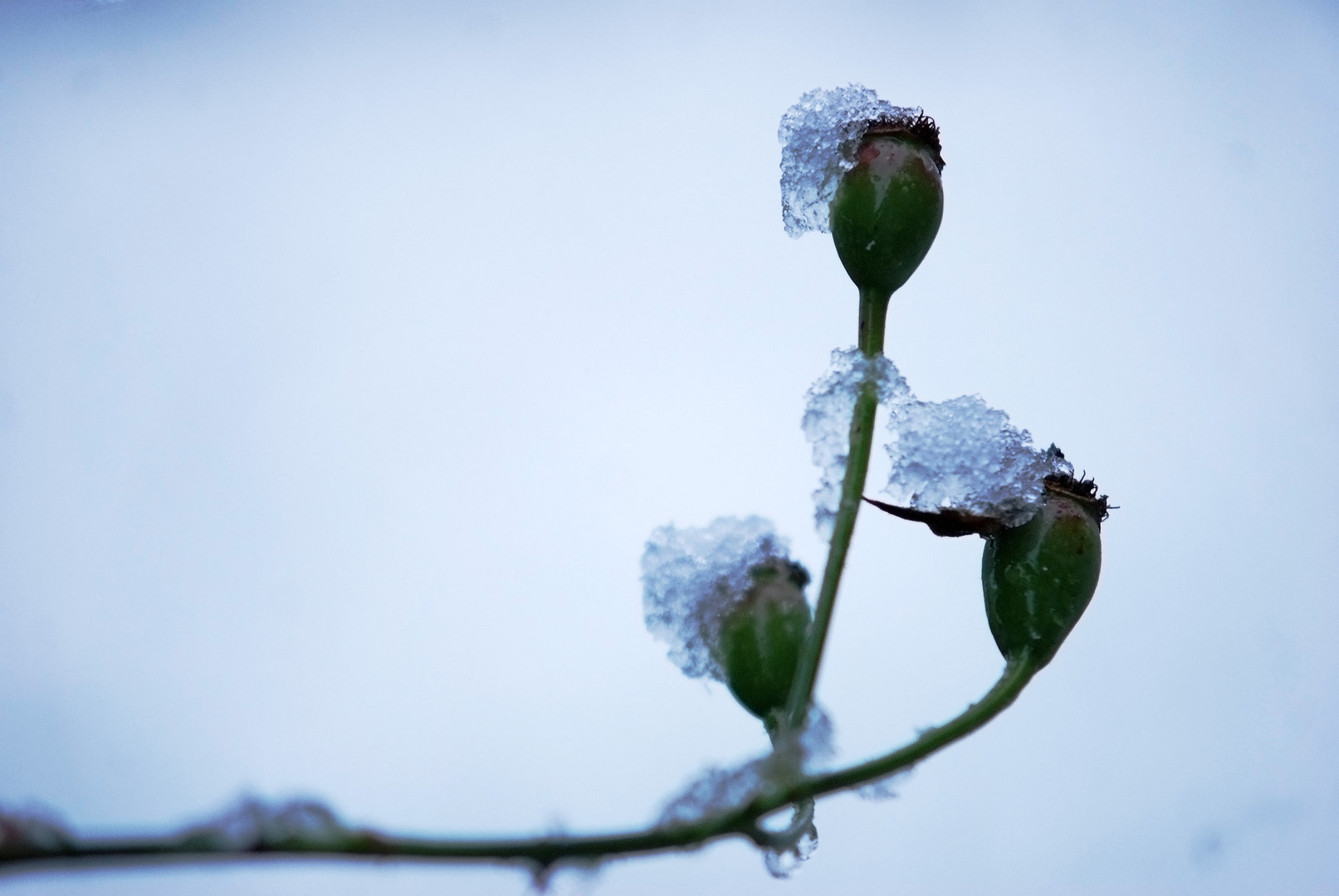 Hagebutten im Schnee