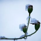 Hagebutten im Schnee