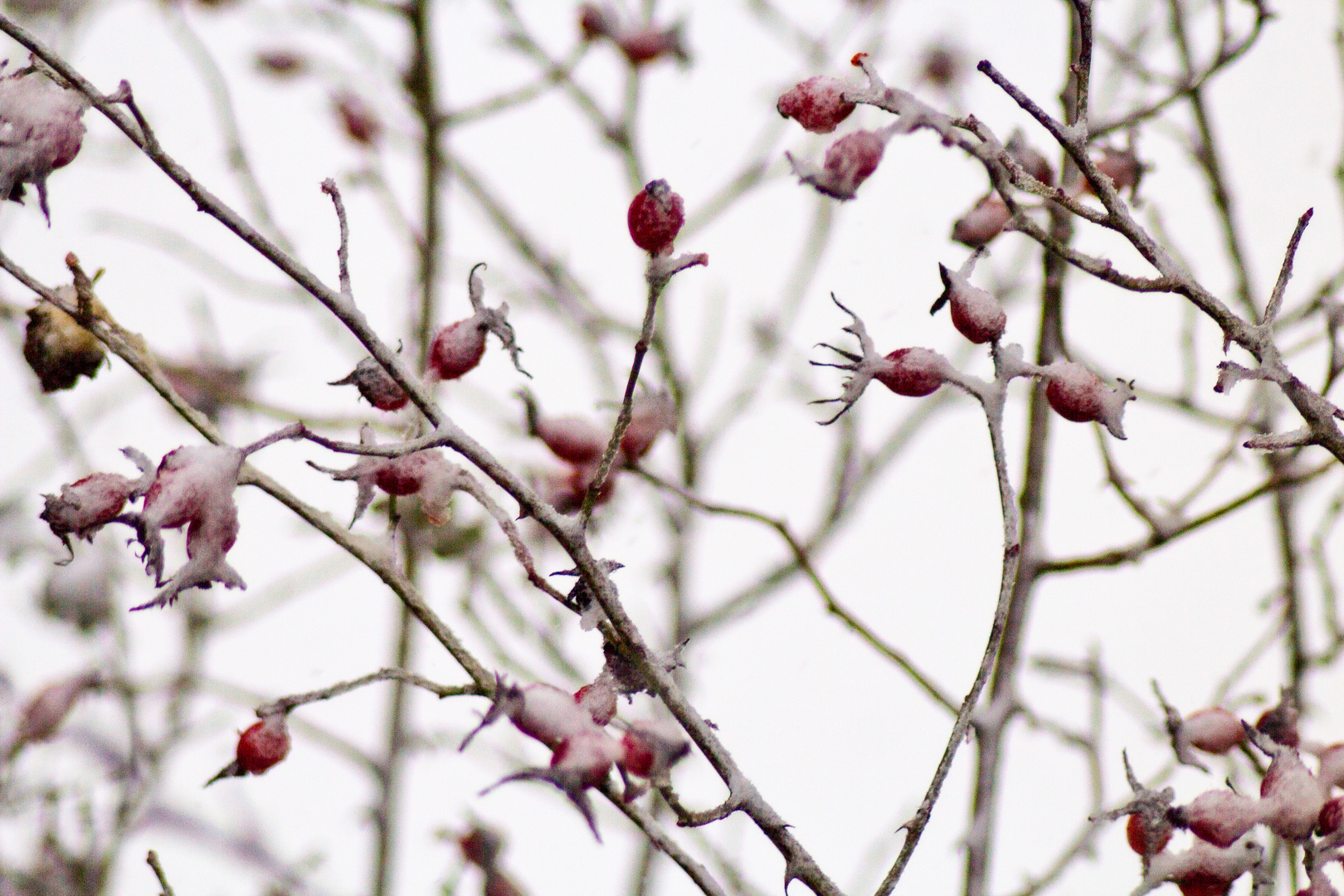 Hagebutten im Schnee