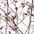 Hagebutten im Schnee