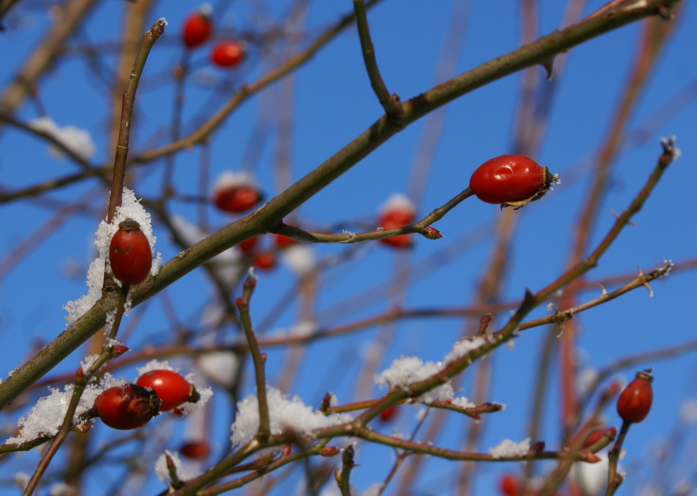 Hagebutten im Schnee