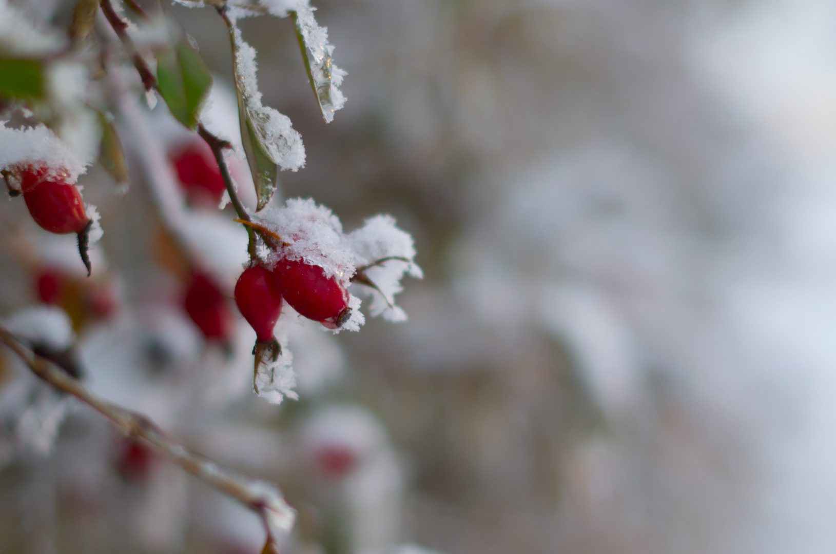 Hagebutten im Schnee 