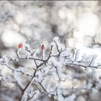 hagebutten im schnee I