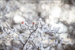 hagebutten im schnee I