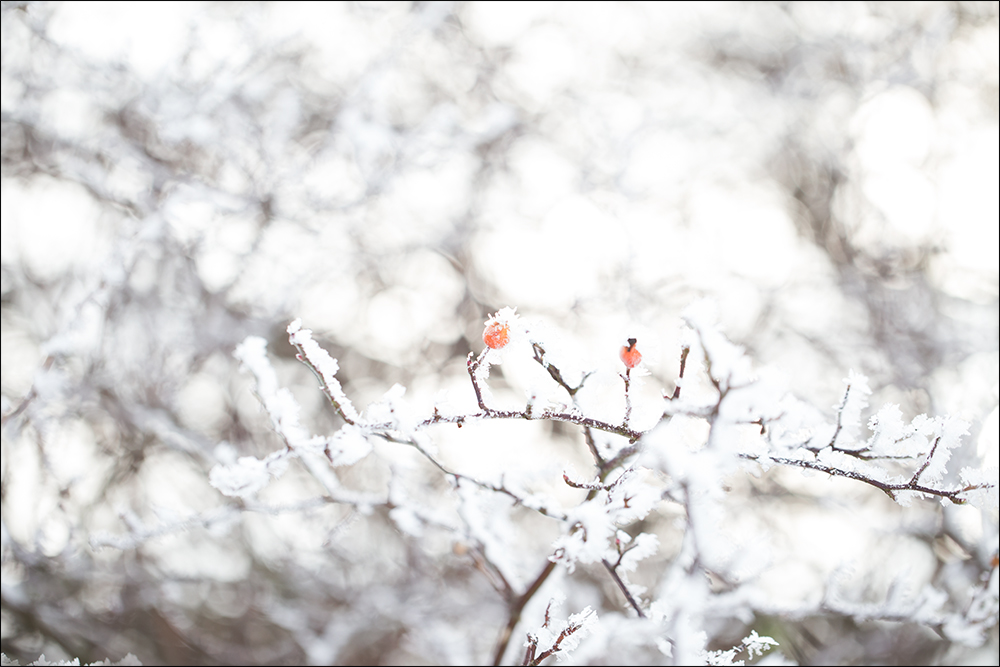 hagebutten im schnee II