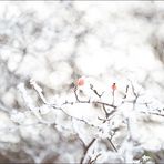 hagebutten im schnee II