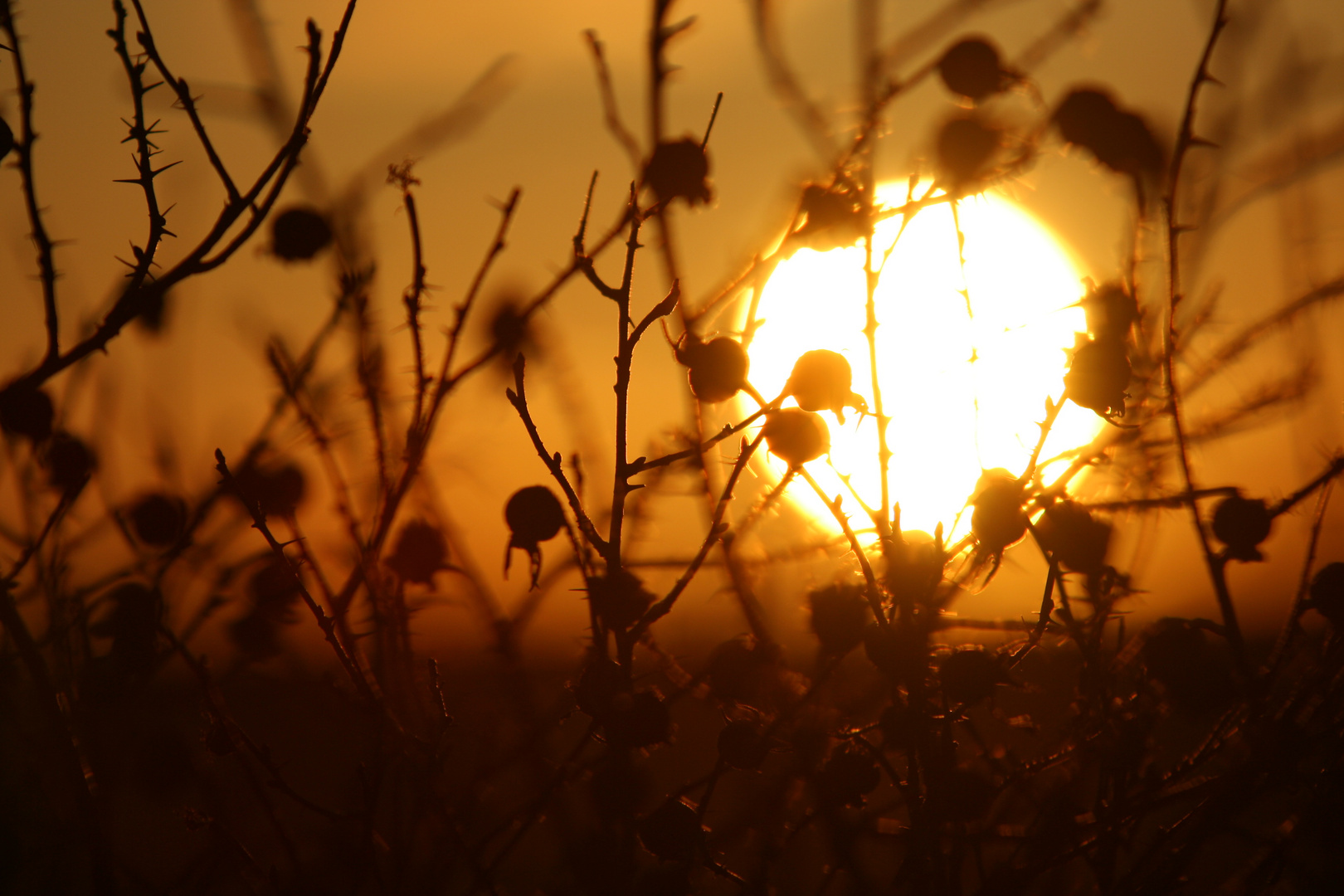 Hagebutten im Sonnenuntergang