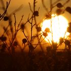 Hagebutten im Sonnenuntergang