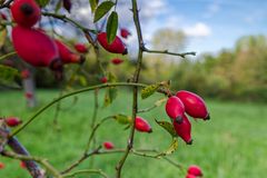 Hagebutten im Spätsommerlicht