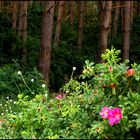 Hagebutten im Wald