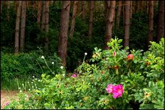 Hagebutten im Wald