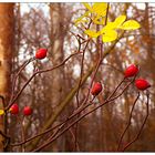 Hagebutten im Wald