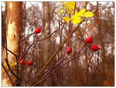 Hagebutten im Wald