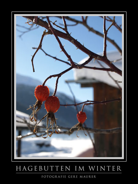 Hagebutten im Winter von Gere Maurer 