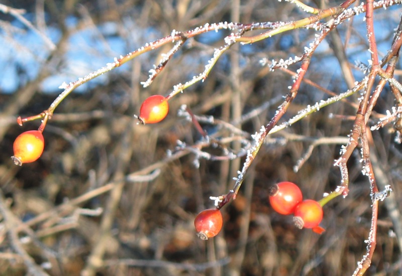 Hagebutten im Winter