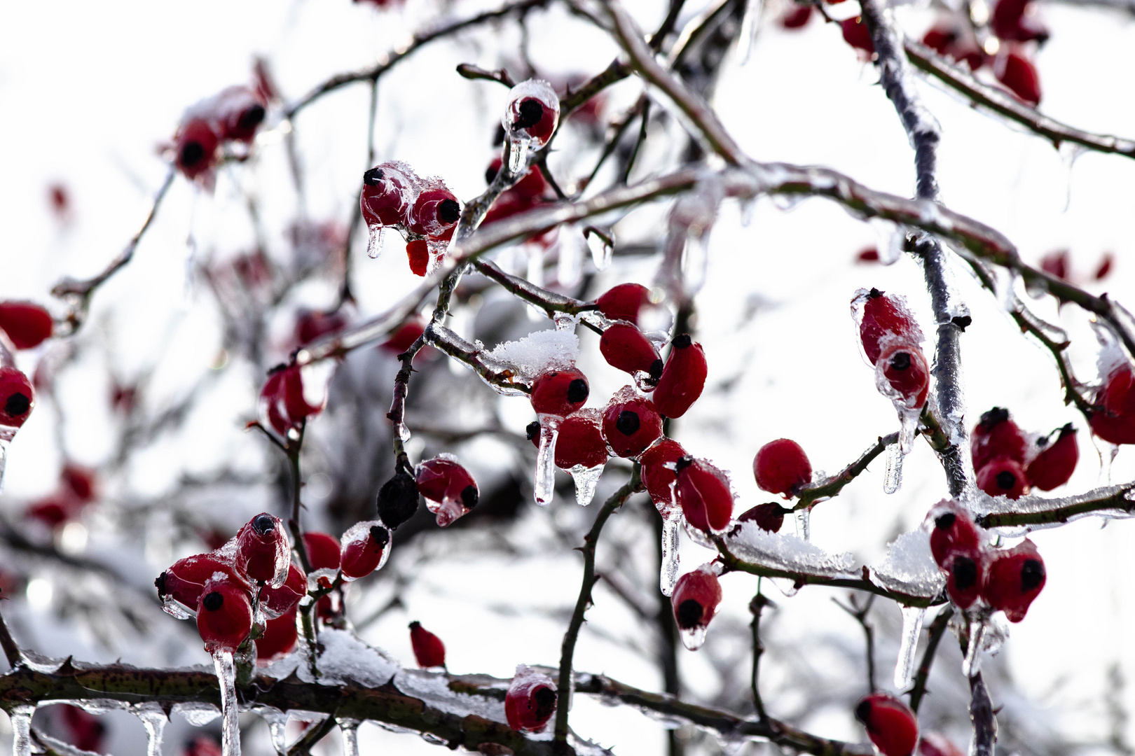 Hagebutten im Winter