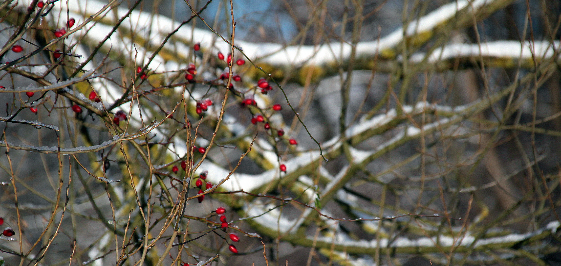 Hagebutten im Winter