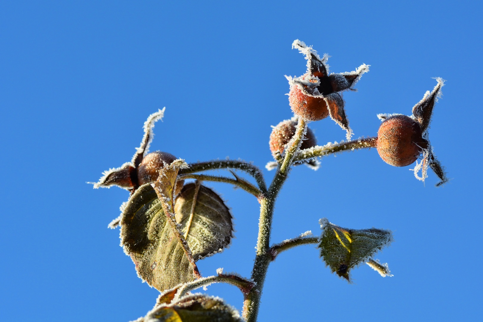 Hagebutten im Winter