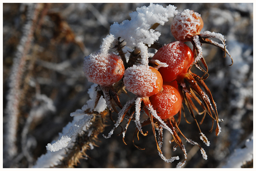 Hagebutten im Winter