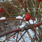 Hagebutten im Winter