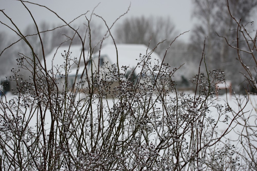 Hagebutten im Winter