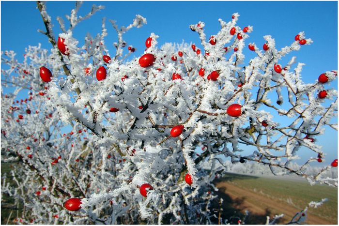 Hagebutten im Winter