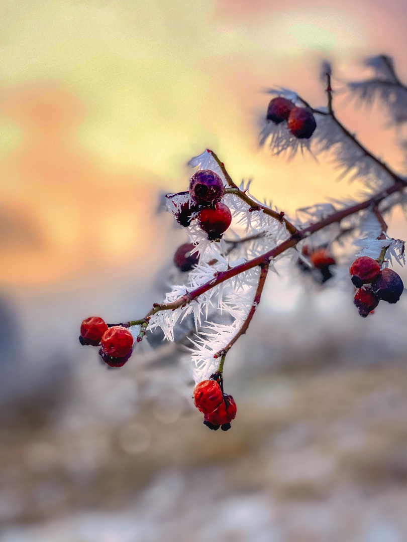 Hagebutten im Winterkleid