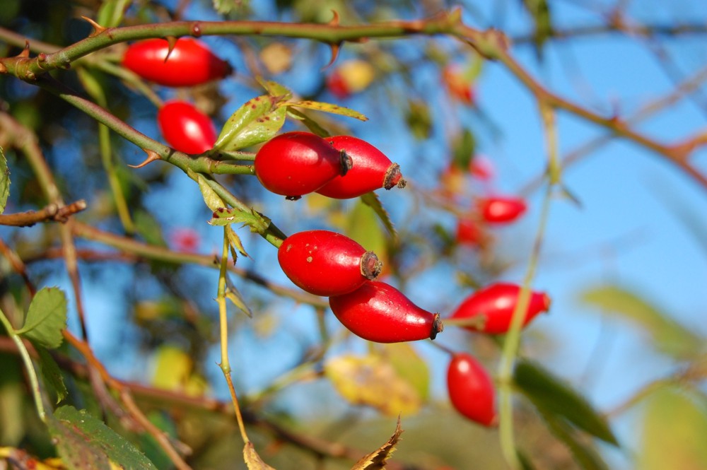 Hagebutten in der Herbstsonne