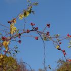 Hagebutten in der Herbstsonne