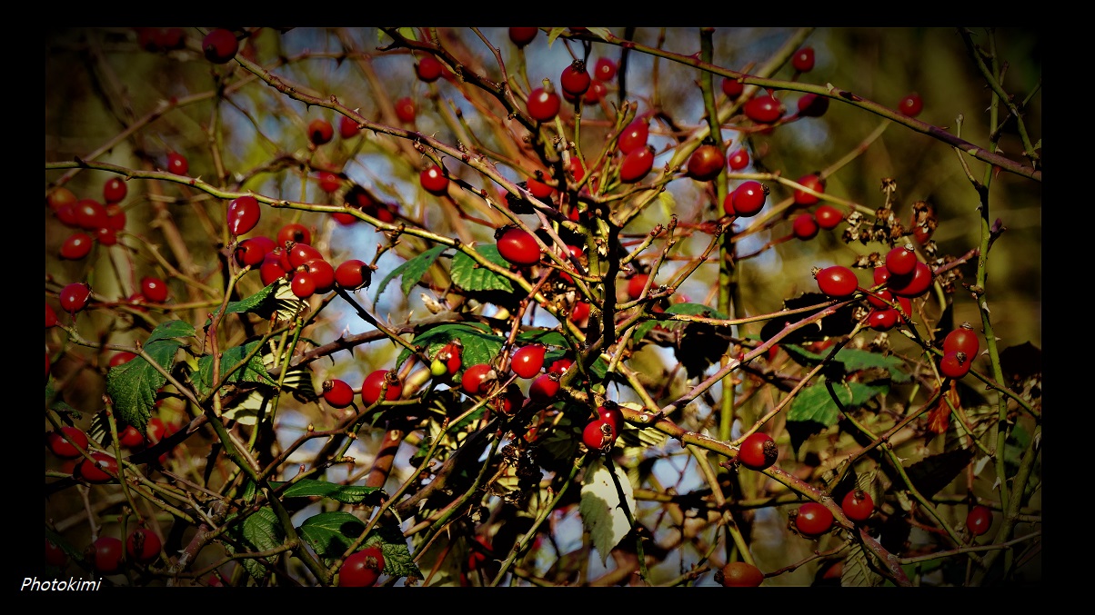 Hagebutten in der Wintersonne