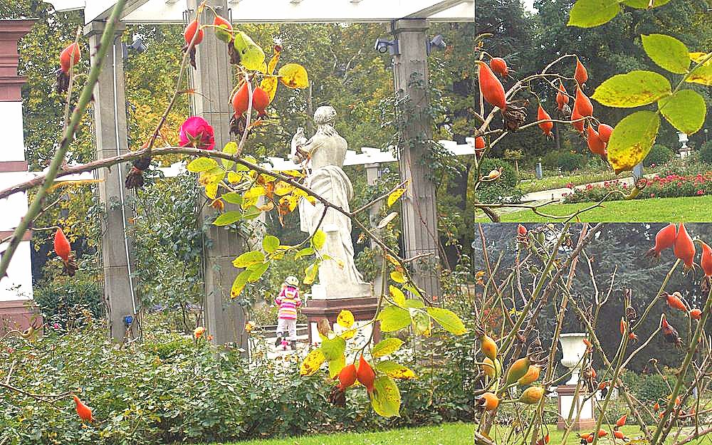 Hagebutten leuchten im Park