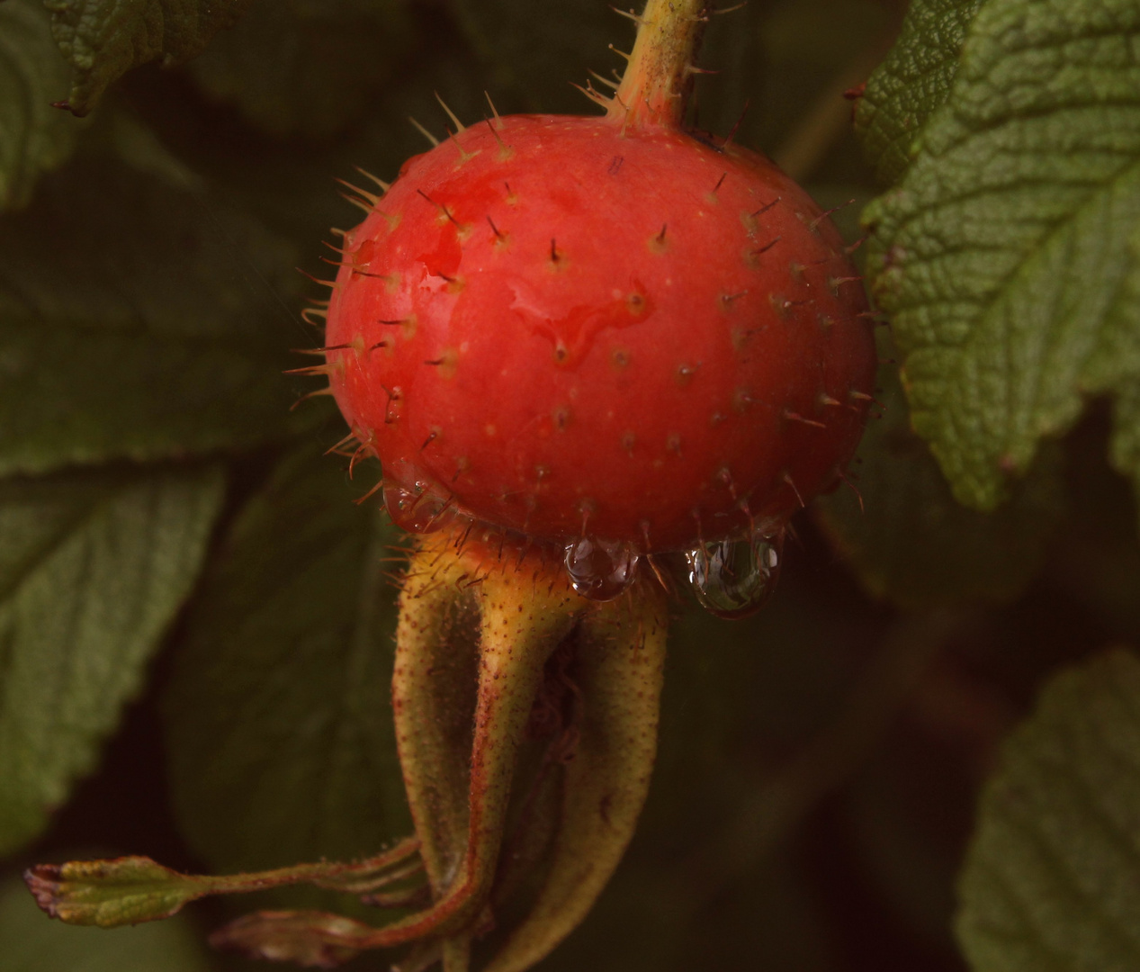 Hagebutten Makro im Regen, Kartoffelrose