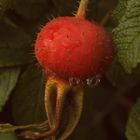 Hagebutten Makro im Regen, Kartoffelrose