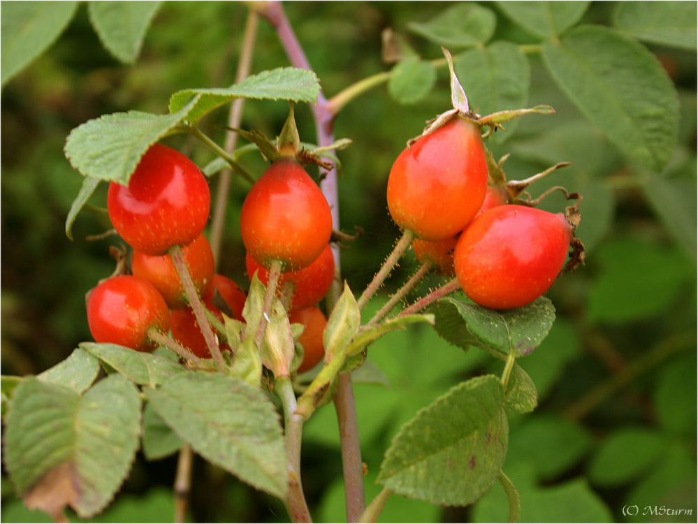 Hagebutten - Marmelade in spe