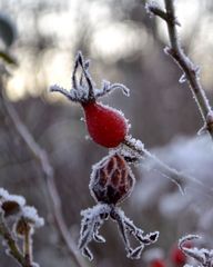 Hagebutten mit Eis ummantelt!