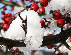 Hagebutten mit Eissahne