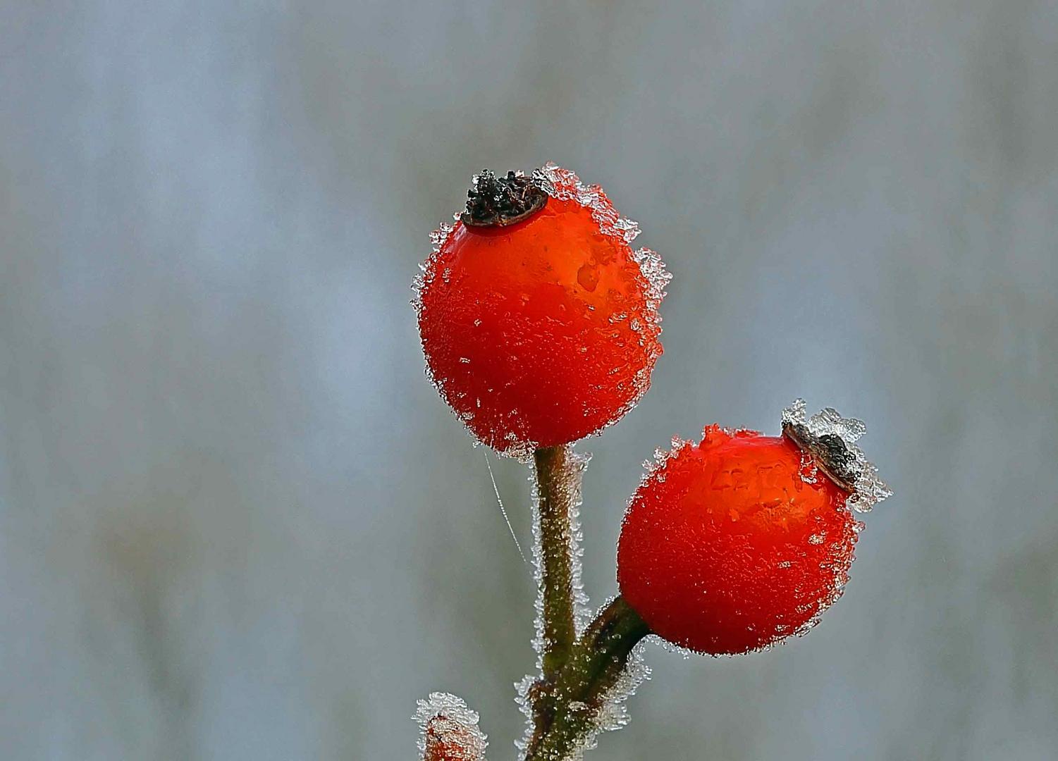 Hagebutten mit Eisschmuck