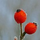 Hagebutten mit Eisschmuck