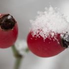 Hagebutten mit Häubchen