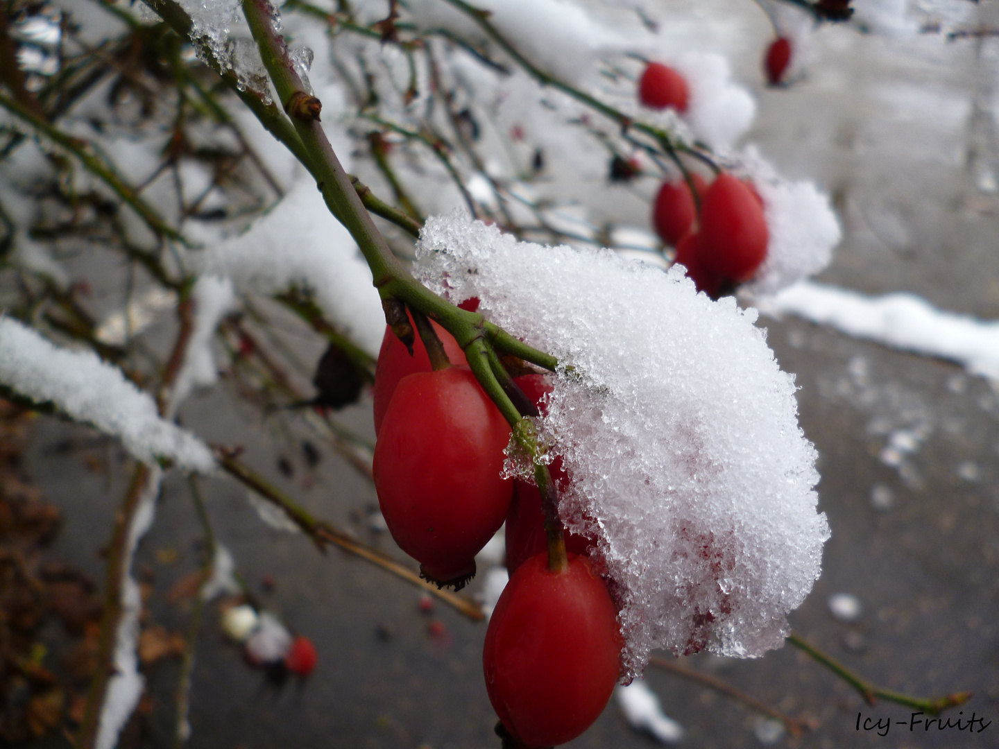 Hagebutten mit Schneemäntelchen